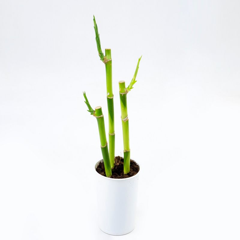 VASO-DRACENA-LUCKY-BAMBOO-P12