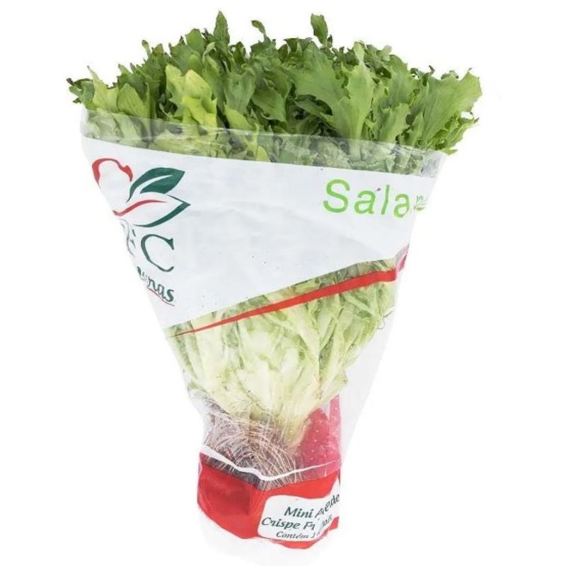 Alface Mini Crispe Frisse Verde Jfc Mc