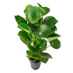 VASO-PEPEROMIA-RAINDROP-P14