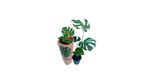 VASO-MONSTERA-DELICIOSA-P16